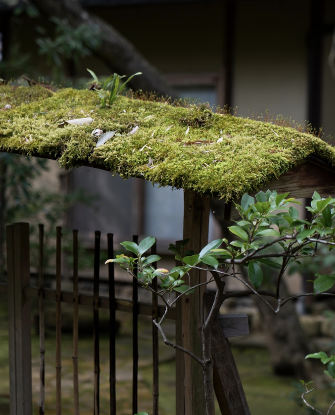 green plant on brown wooden fence