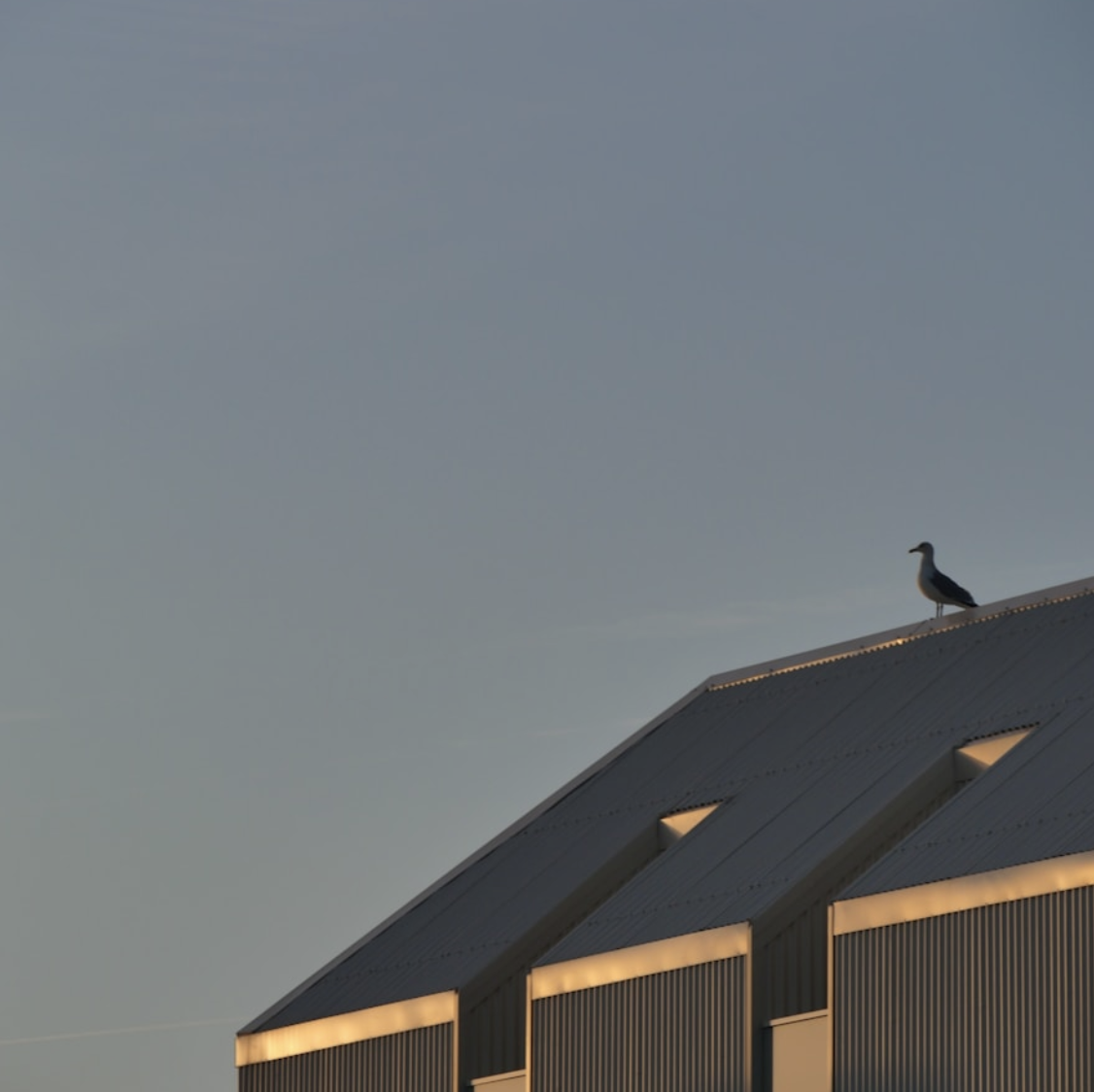 bird on top of a building