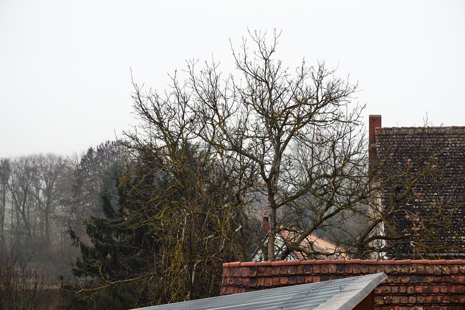 Bare trees and rooftops under a cloudy sky