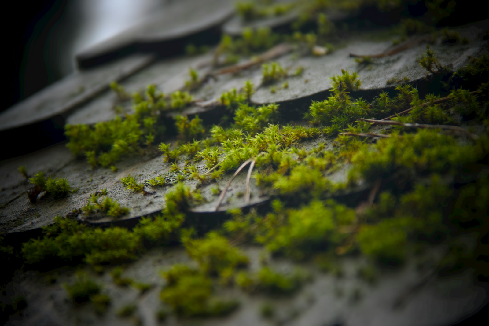 Green moss growing on weathered roof shingles