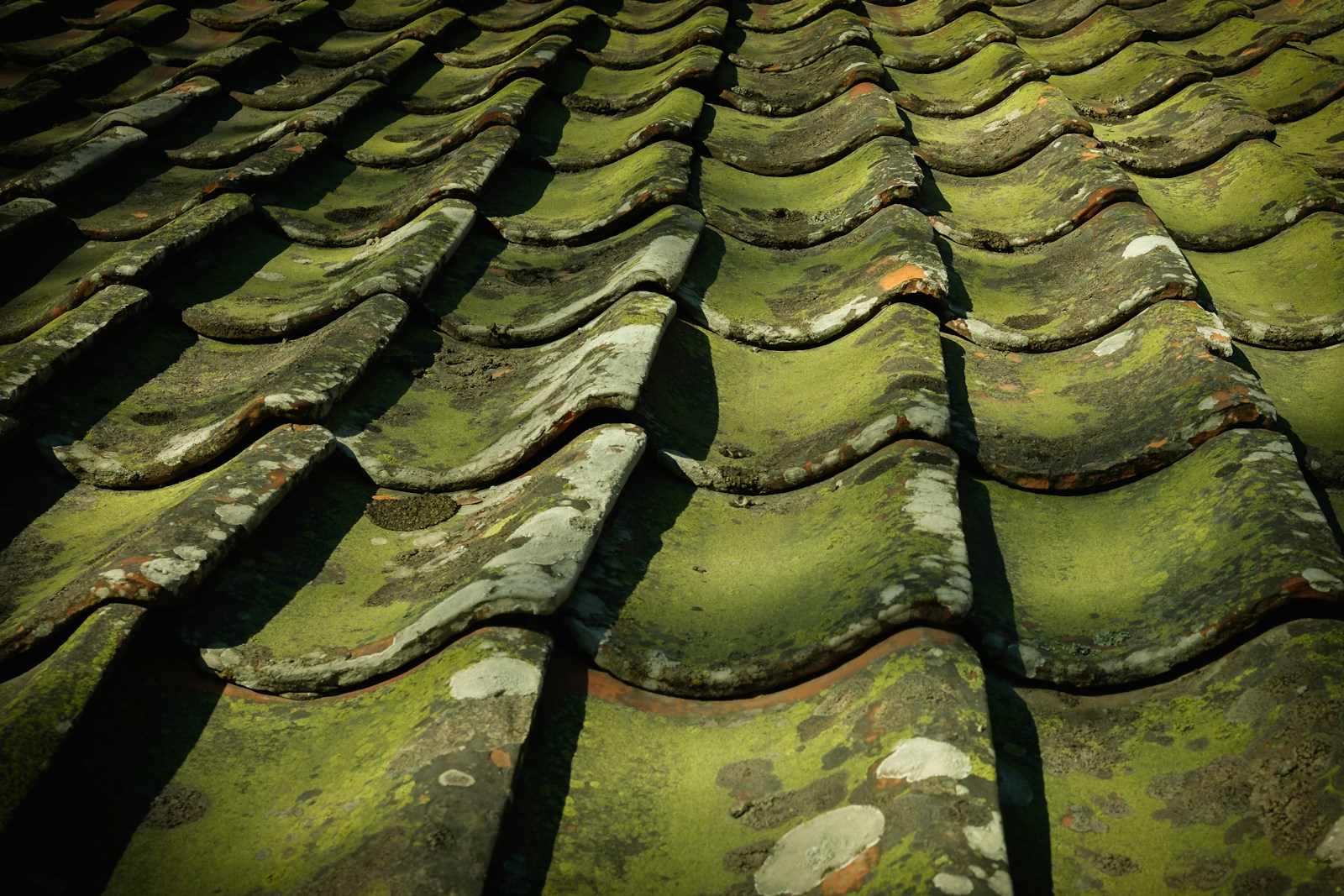Mossy roof tiles create an interesting pattern.